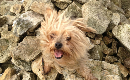 Animal Rescue Cumbria (the Wainwright Shelter) profile image 2